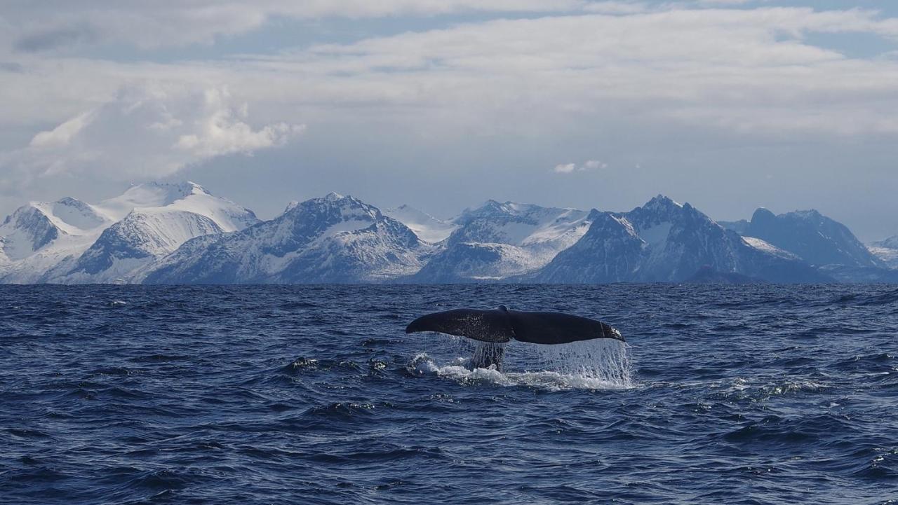 Prima Lofoten Myrland Екстериор снимка